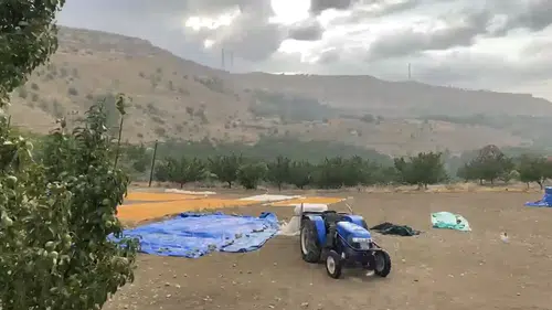 Hekimhan'ı Sel ve Heyelan Vurdu: Kayısılar Çamura Bulandı