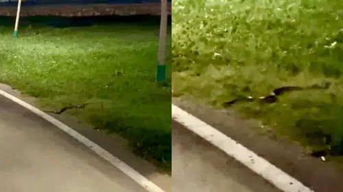 100. Yıl Kent Parkı’nda Görülen Yılan Tedirgin Etti