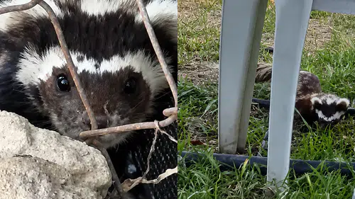 Malatya'da Nadir Görülen Alaca Kokarca Kamerada
