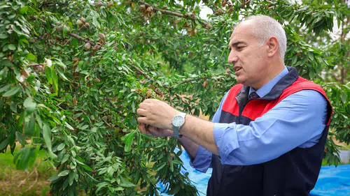 Malatya'da Alternatif Ürün: Bademde Hasat Sezonu Başladı!