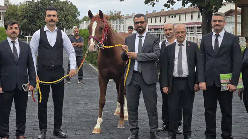 Veliefendi’de Sultansuyu Tayları İçin Milyonlar Yarıştı