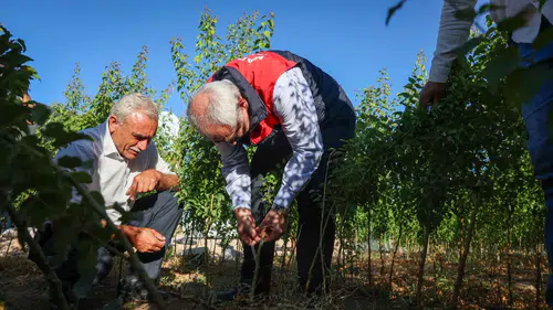 Yazıhan'da Fidan Aşılama Programı: Yılda 850 Bin Üretim