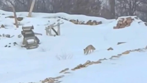 Darende Hacolar’da Yaban Hayatı Alarm Veriyor: Aç Tilki Görüntülendi