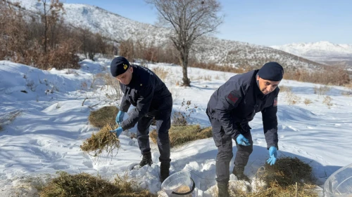 Doğanşehir’de Yaban Hayatı Unutulmadı: Eskiköy’de Yemleme Yapıldı