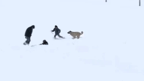 Malatya’da Kar Sevinci: Çocuklar ve Köpeğin Oyunu Gülümsetti