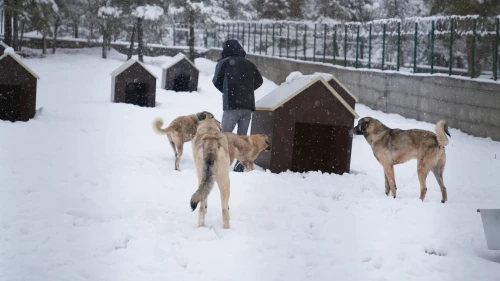 Battalgazi’de Modern Hayvan Barınağı Hizmete Girdi: Kabul Başladı