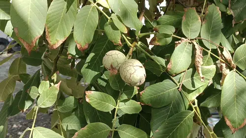 Darende’de Baba Mirası Ceviz Ağaçlarından 2 Ton Hasat Beklentisi