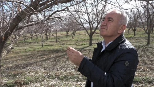 Malatya'da 2026 Kayısı Rekoltesi Beklentisi: 60-70 Bin Ton Olabilir