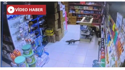 Yeşilyurt’ta markete giren yaban sansarı ile "Paşa"nın kovalamacası kamerada!