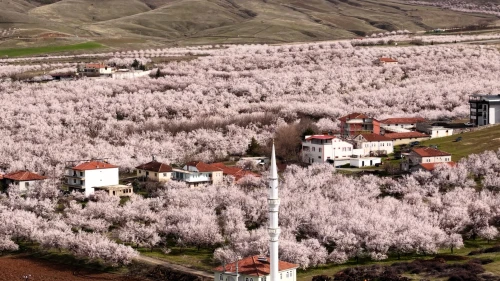 Kayısıda Don Değil Yağış Riski: Çiçek Döneminde Kritik Uyarılar