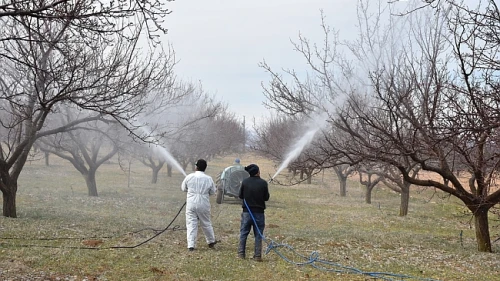 Malatya Kayısı Üreticilerine Kritik İlaçlama Uyarısı