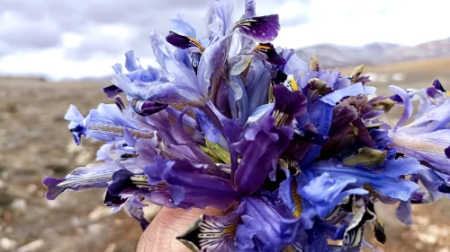 Darende’de kışın ortasında bahar müjdesi: Nevruz çiçekleri dağları süsledi!