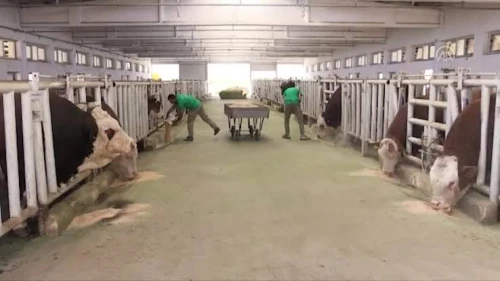 TİGEM Sultansuyu’nda şap alarmı: 450 büyükbaş karantinaya alındı, giriş-çıkışlar yasaklandı!