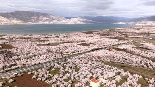 Malatya’da görsel şölen: Kayısı bahçeleri çiçek açtı, şehir beyaza büründü!