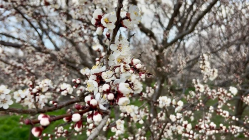 Yıldırım: “Bakım Yapılırsa Verim Ve Kaliteyi Bekliyoruz”
