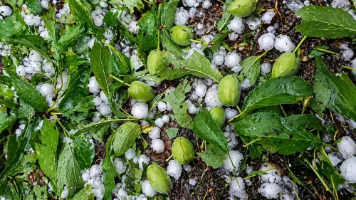 Bilal Yıldırım’dan Malatya İçin "Acil Destek" Çağrısı: Kayısı Üreticisi Kaderine Terkedilmemeli!