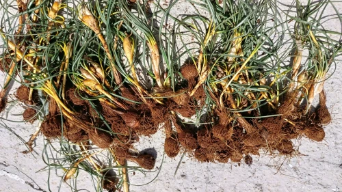 Darende Dağlarında Çiğdem Heyecanı: Baharın Habercisi Toprak Altından Çıktı