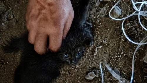 Baca Boşluğunda Mahsur Kalan Yavru Kedi Kurtarıldı!