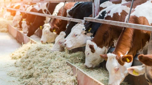 Malatya'da 2026 Yılı Kurbanlık Fiyatları Belli Oldu! İşte Canlı Kilogram ve Kesim Ücretleri