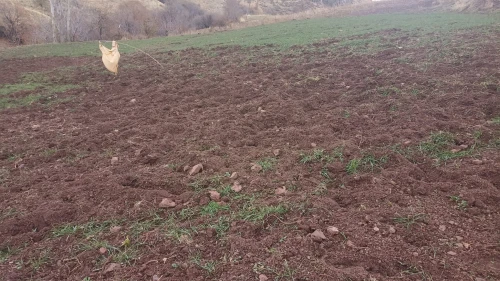 Pütürge Arıtoprak’ta Yaban Domuzu İstilası: Çiftçinin Emeği Tehdit Altında