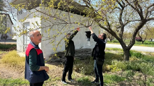 Malatya’da Kayısıyı Tehdit Eden Kokarca Alarmı Denetim Başlatıldı