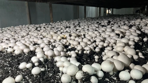 Malatya’da Alternatif Tarım Atağı: Ayda 15 Ton Mantar Üretiliyor