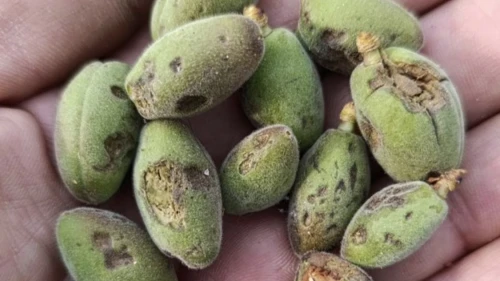 Malatya'da Dolu Vurdu, Vali Seddar Yavuz Hasar Tespiti İçin Talimatı Verdi