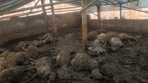 Arguvan’da kurdun girdiği ağılda 40 koyun telef oldu