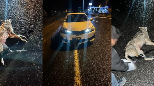 Darende'de Otomobil Kurta Çarptı Maddi Hasar Oluştu