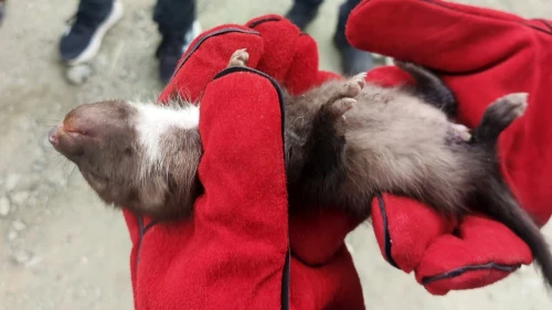 Doğanşehir'de Yavru Sansar Koruma Altına Alındı