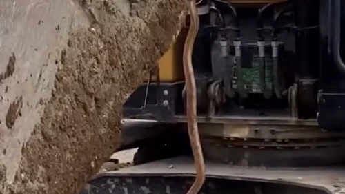 İşçileri Korkutan Yılan Kepçe Yardımıyla Çıkarıldı