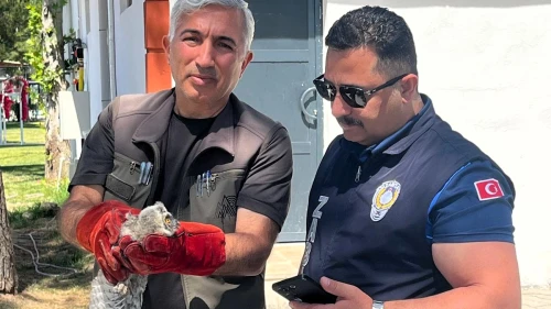 Battalgazi Zabıtası Bulduğu Yavru Baykuşu Koruma Altına Aldı