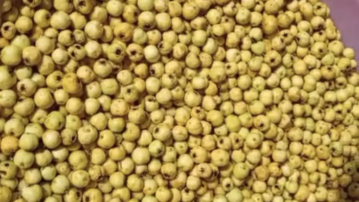 Darende'de Alıç Hasadı Başladı Kışlık Marmelata Dönüşüyor