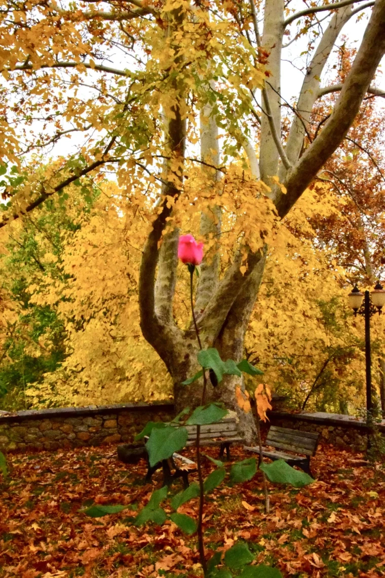 Arapgir'de Sonbahar Şöleni: FotoKültür ile Tarihi Kareler 1