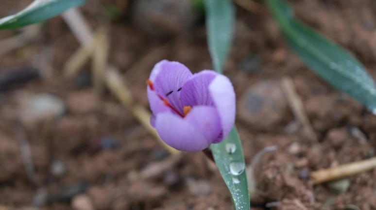 Malatya'da "Kızıl Altın" Bereketi: Dekarda 900 Gram Verim