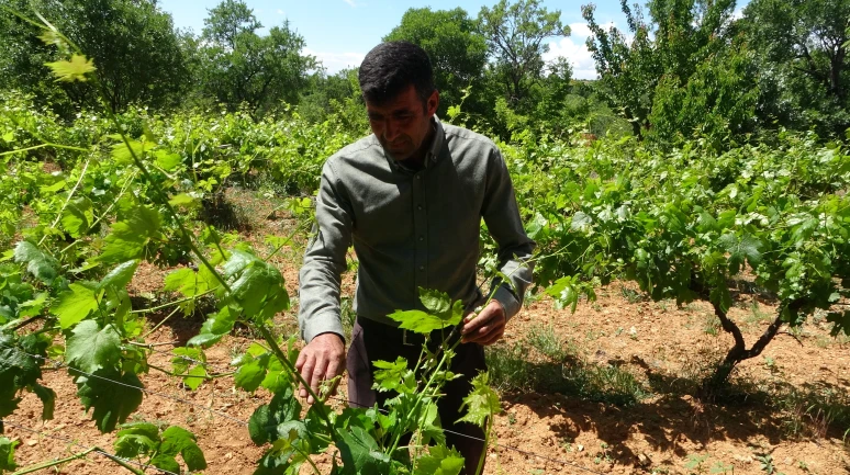 Arapgir’de bağlardan üzüm değil, yaprak toplanıyor
