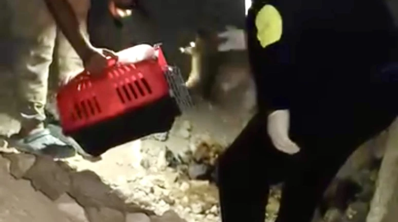 Mağarada anne köpek ölü bulundu, yavruları barınağa alındı