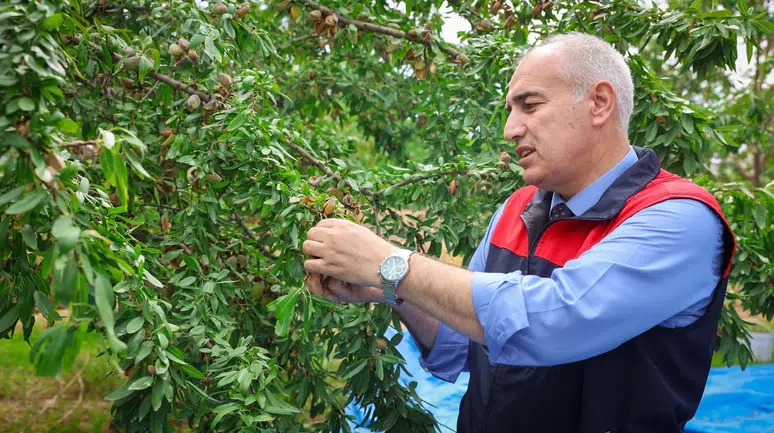 Malatya'da Alternatif Ürün: Bademde Hasat Sezonu Başladı!