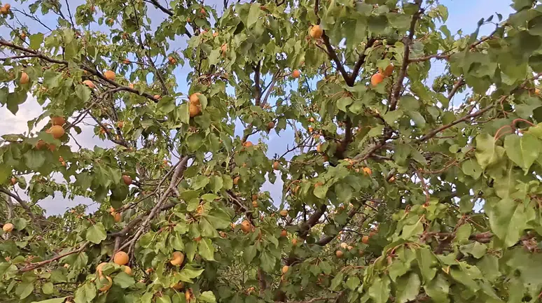 Kuluncak'ta Geç Çiçek Açan Kayısı Ağaçları Şaşırtıyor