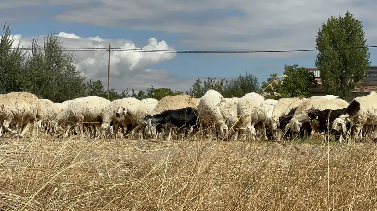 Yazıhan'da Koç Katımı: Çoban ve Mera Sorunu Gündemde