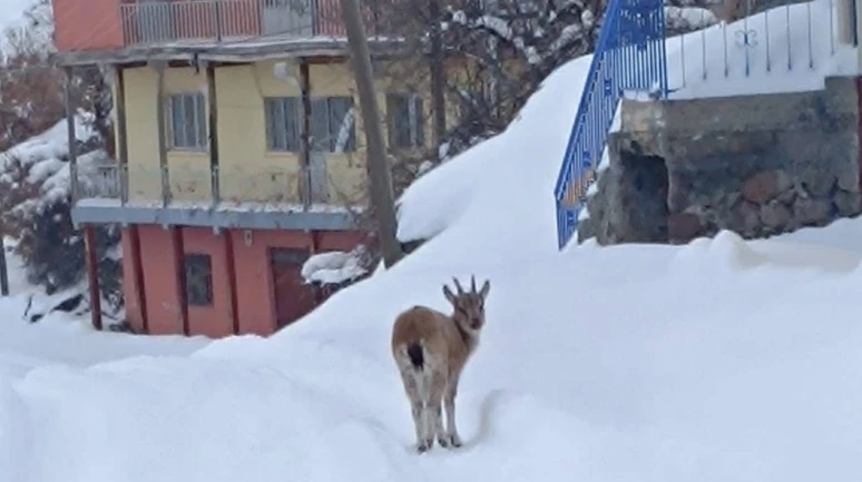 Hekimhan’da Yürek Isıtan Olay: Köye İnen Yavru Dağ Keçisi Kurtarıldı