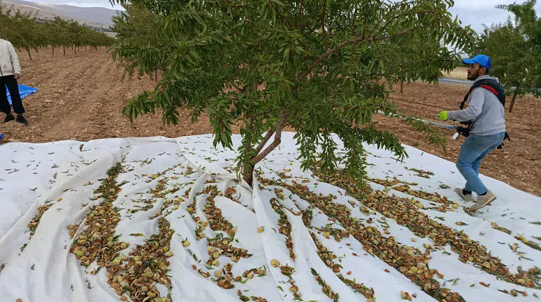Darende’de Badem Bereketi: Üreticinin Sorunu Pazar
