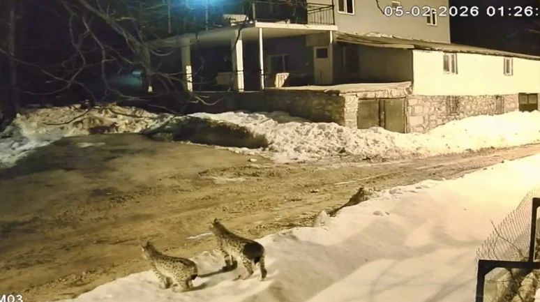 Hekimhan’da Nesli Tükenme Tehlikesi Altında Olan 3 Vaşak Görüntülendi