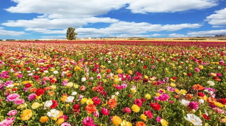 İlk Cemre Havaya Düştü, Baharın İşaretleri Görülmeye Başlandı