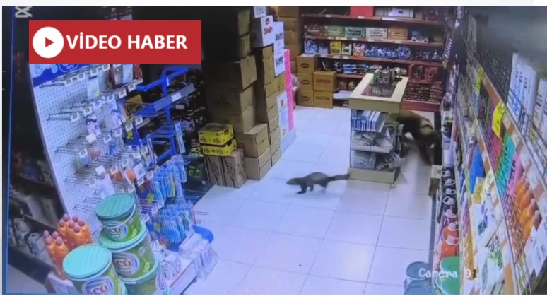 Yeşilyurt’ta markete giren yaban sansarı ile "Paşa"nın kovalamacası kamerada!