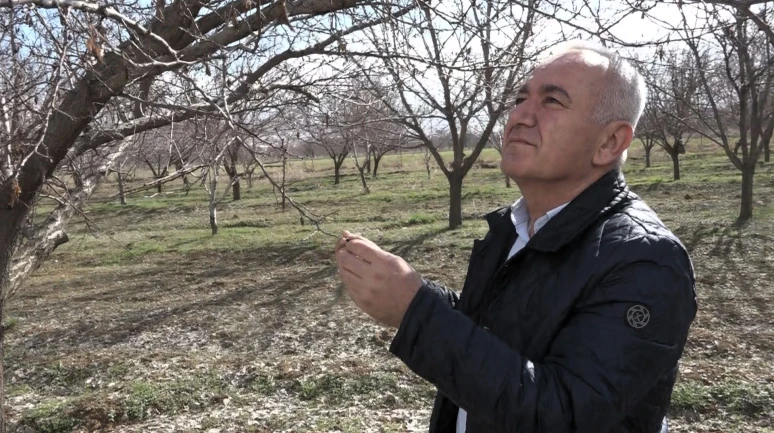 Fevzi Çiçek'ten kayısı üreticisine hayati uyarı: "Asıl risk ilkbahar yağışları!"