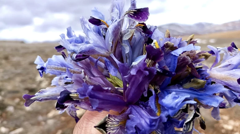 Darende’de kışın ortasında bahar müjdesi: Nevruz çiçekleri dağları süsledi!