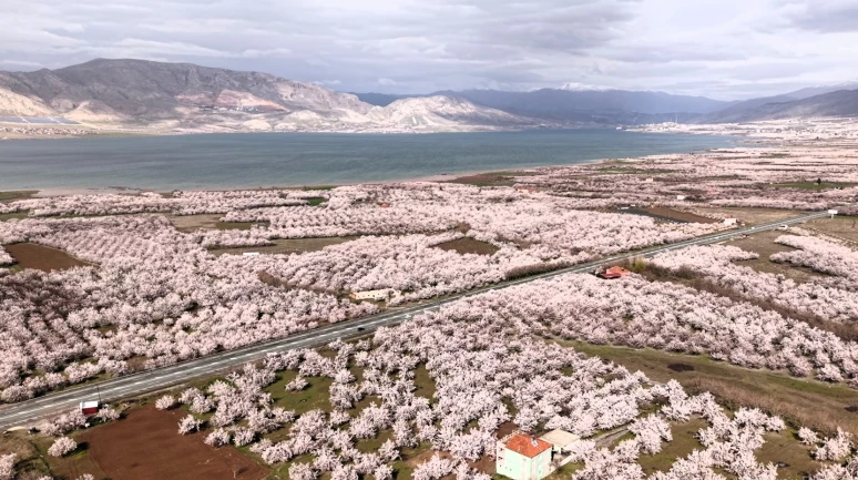 Malatya’da görsel şölen: Kayısı bahçeleri çiçek açtı, şehir beyaza büründü!