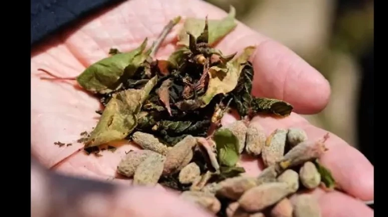 Malatya Valiliği’nden Üreticilere Kritik Zirai Don Uyarısı