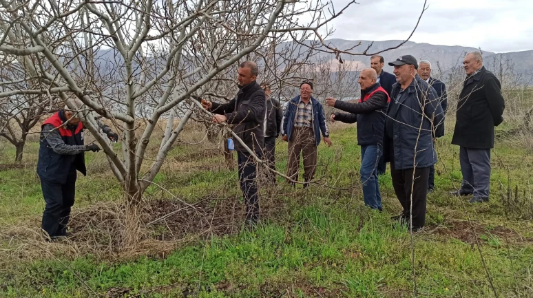Kale’de çiftçilere uygulamalı meyve ağacı budama eğitimi verildi